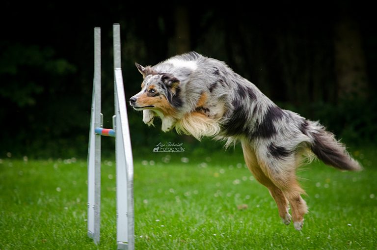 Agility-Juli16-0015
