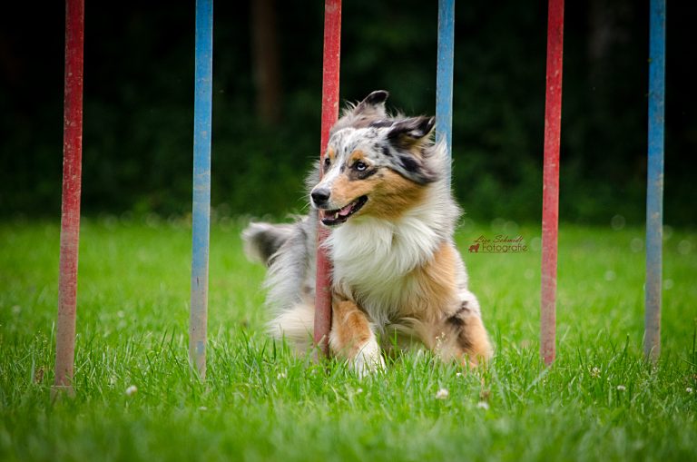Agility-Juli16-0325