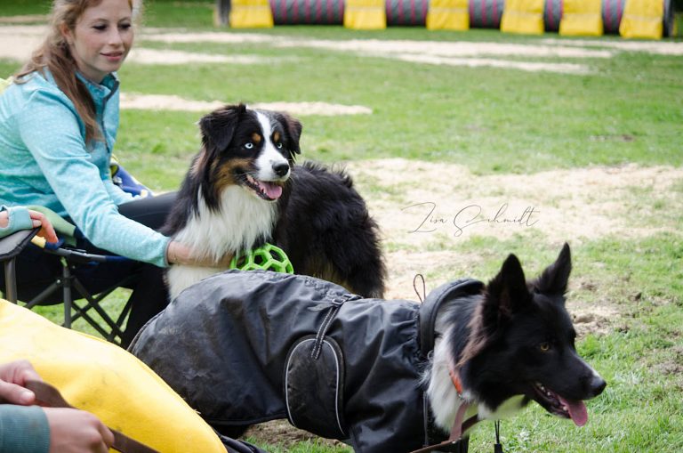 AgilitySeminar-GHVWaldmuenchen_09-20_5-0523