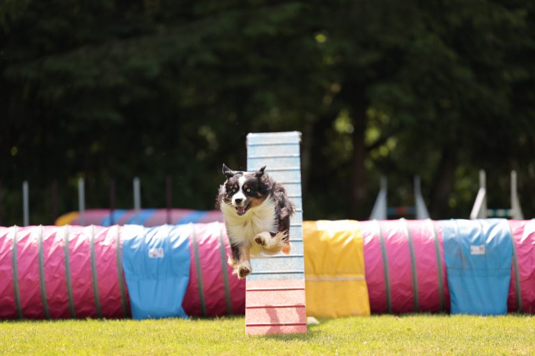 AgilitySeminar-Privat_06-21_3-9657