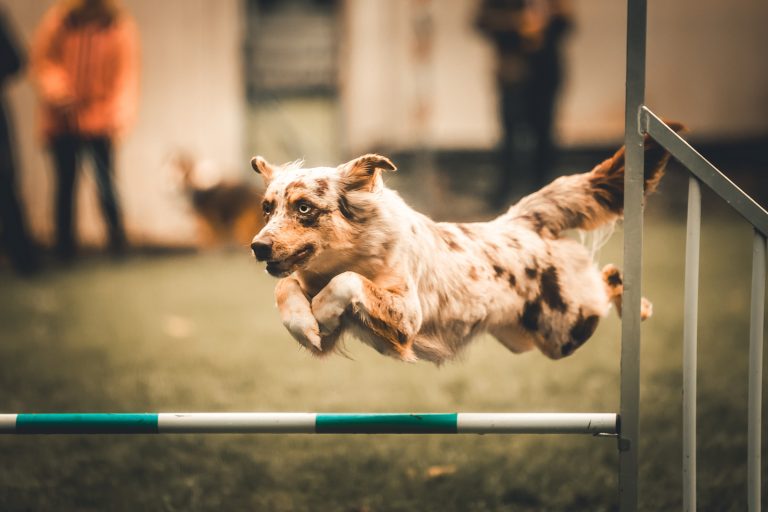 AgilitySeminar-Web_10-22-0764