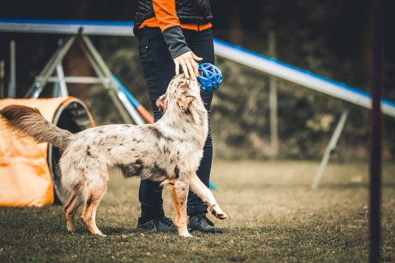 AgilitySeminar-Web_10-22-9044