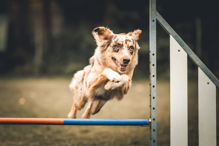 AgilitySeminar-Web_10-22-9089