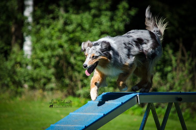 Chovi-Agilityi_09-18-0238