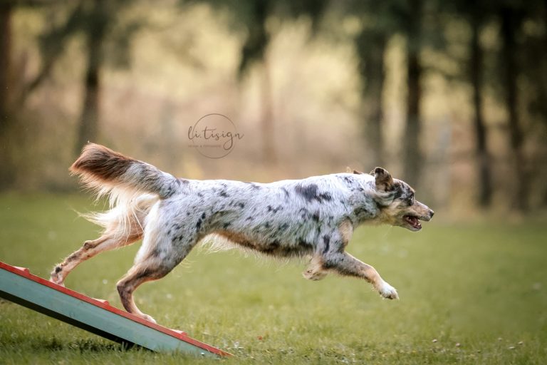 Zuchtbilder-Web_11-24-1111