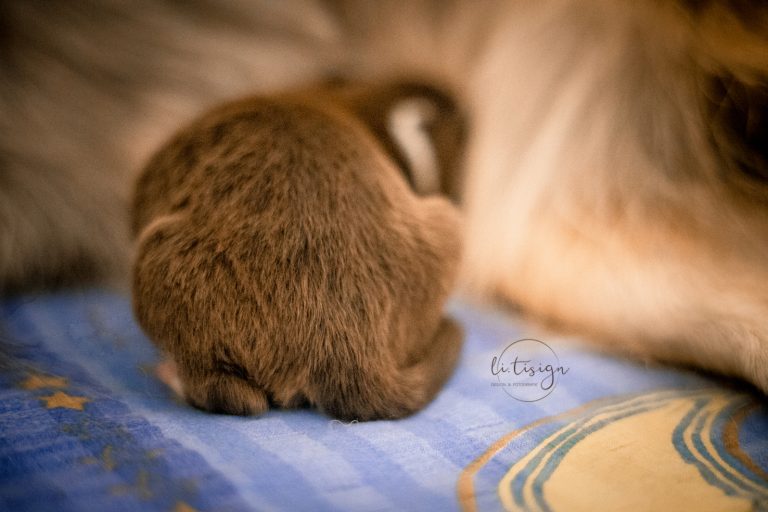 Welpen-1Tag-Web_06-26-9809
