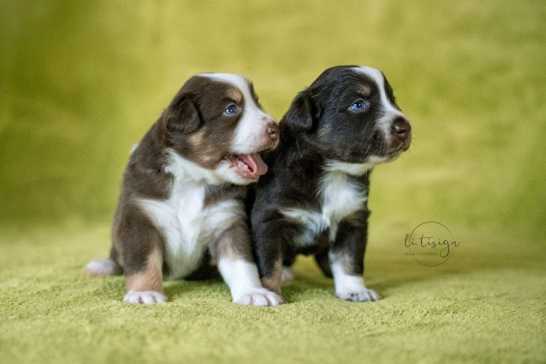 Welpen-3Wochen-Web_06-26-2-0121