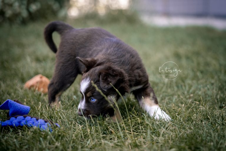 Welpen-5Wochen-Web_07-26-6048