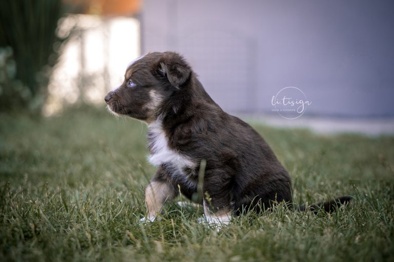Welpen-5Wochen-Web_07-26-6054
