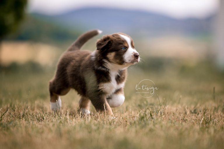 Welpen-5Wochen-Web_07-26-6580