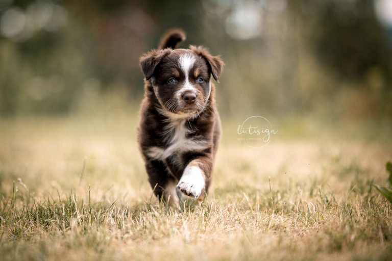 Welpen-5Wochen-Web_07-26-6616