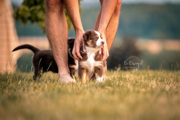 Welpen-6Wochen-Web_07-26-6839