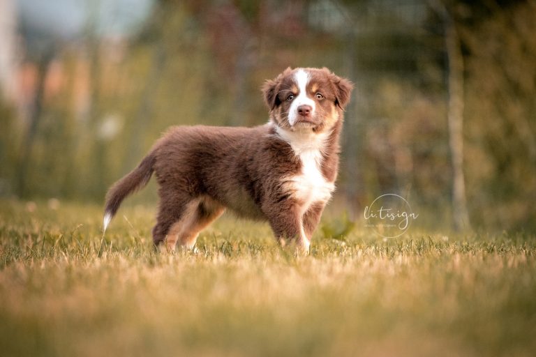 Welpen-6Wochen-Web_07-26-6865