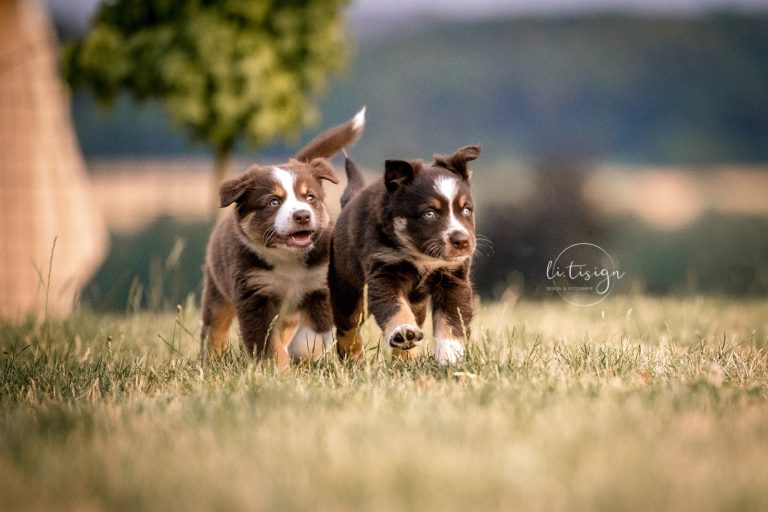 Welpen-6Wochen-Web_07-26-6880