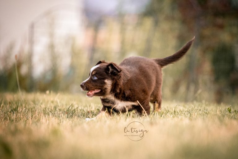 Welpen-6Wochen-Web_07-26-6919