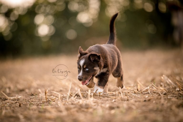 Welpen-7Wochen_Web_07-26-7724