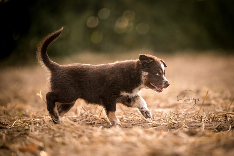 Welpen-7Wochen_Web_07-26-7828