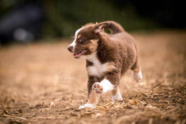 Welpen-7Wochen_Web_07-26-8007
