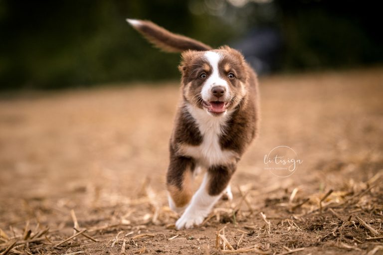 Welpen-7Wochen_Web_07-26-8018