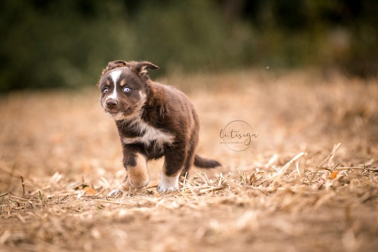 Welpen-7Wochen_Web_07-26-8024
