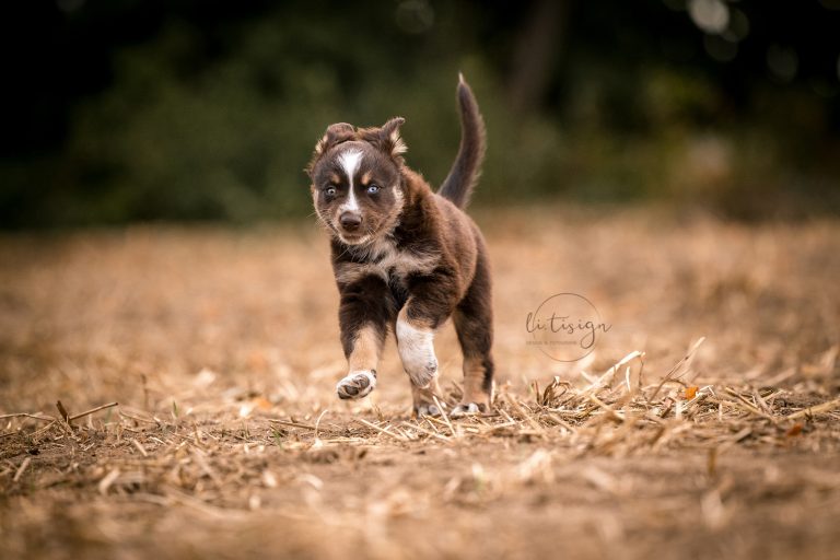 Welpen-7Wochen_Web_07-26-8029
