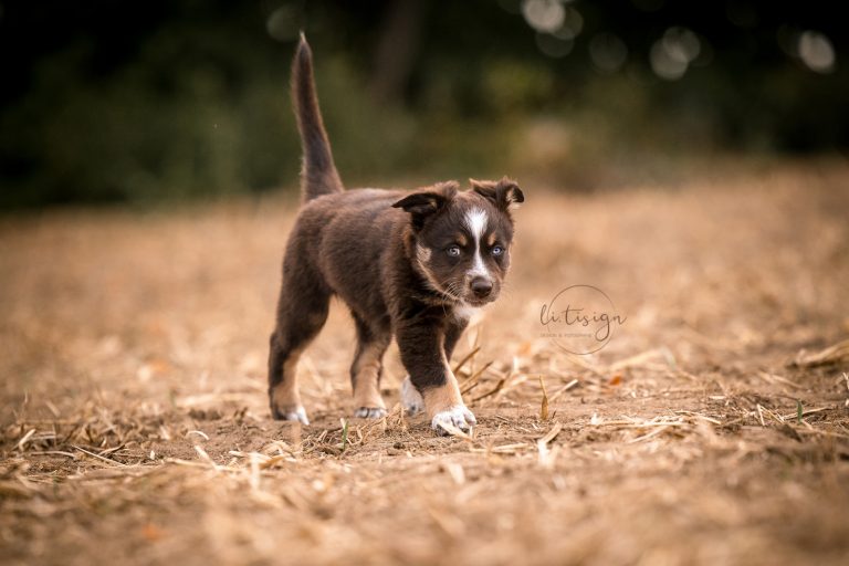 Welpen-7Wochen_Web_07-26-8042
