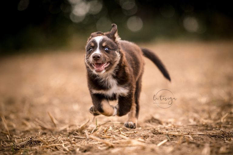 Welpen-7Wochen_Web_07-26-8103