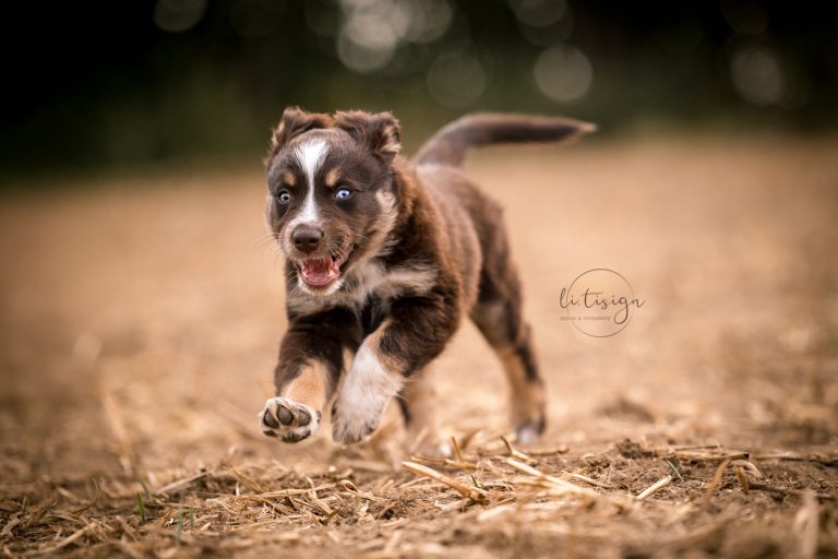Welpen-7Wochen_Web_07-26-8104