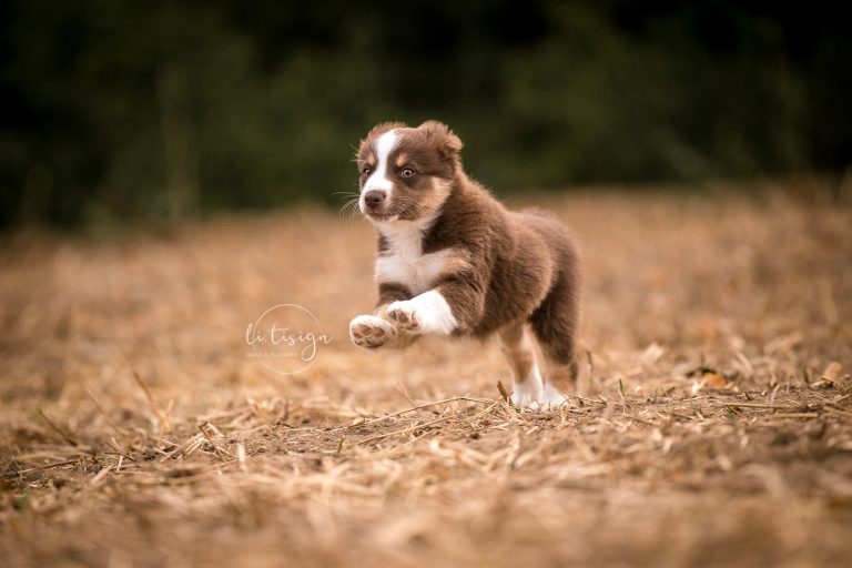 Welpen-7Wochen_Web_07-26-8221
