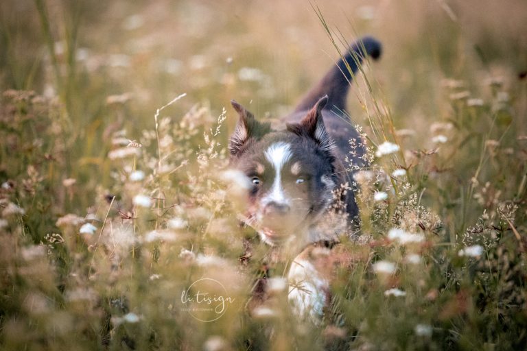 Welpen-8Wochen-Web_07-26-0-8854