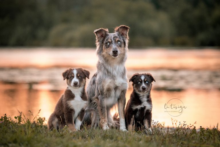 Welpen-8Wochen-Web_07-26-1-9802