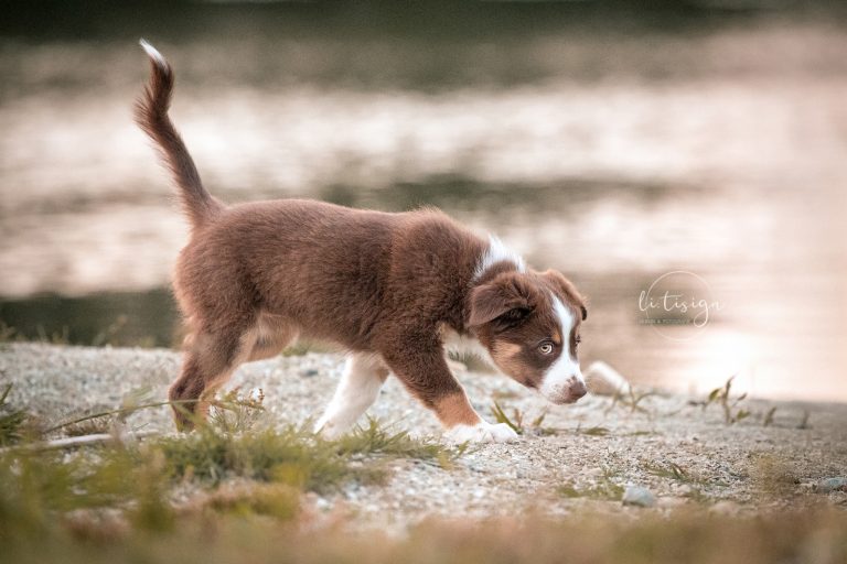 Welpen-8Wochen-Web_07-26-1-9813