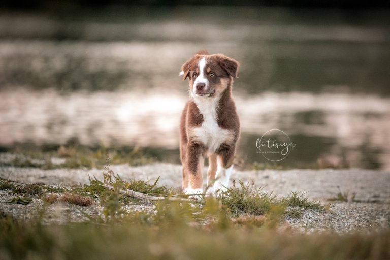 Welpen-8Wochen-Web_07-26-1-9846