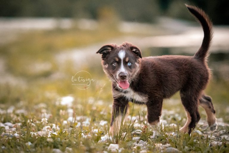 Welpen-8Wochen-Web_07-26-2-0120